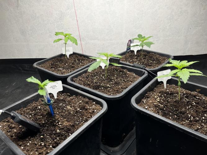 5 Autos 15L | Spider Farmer  SE3000. Week 2