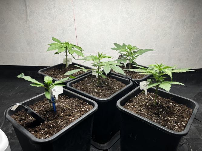 5 Autos 15L | Spider Farmer  SE3000. Week 3