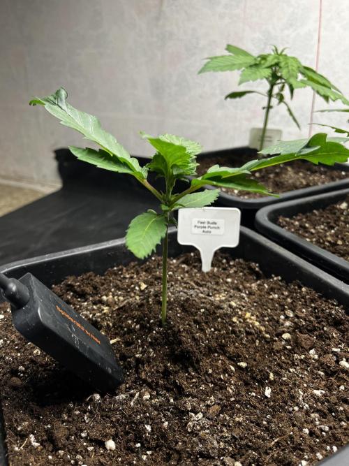 5 Autos 15L | Spider Farmer  SE3000. Week 3