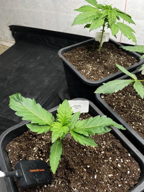5 Autos 15L | Spider Farmer  SE3000. Week 3