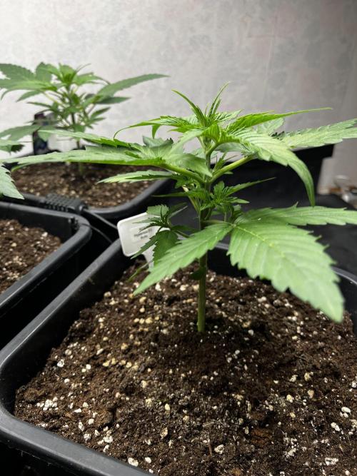 5 Autos 15L | Spider Farmer  SE3000. Week 3