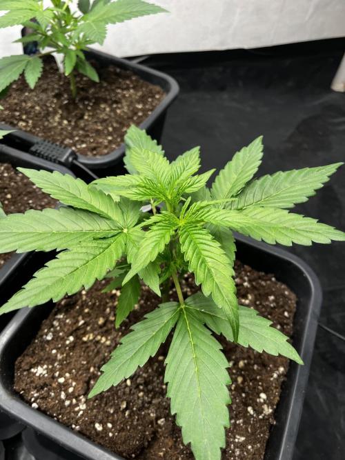 5 Autos 15L | Spider Farmer  SE3000. Week 3