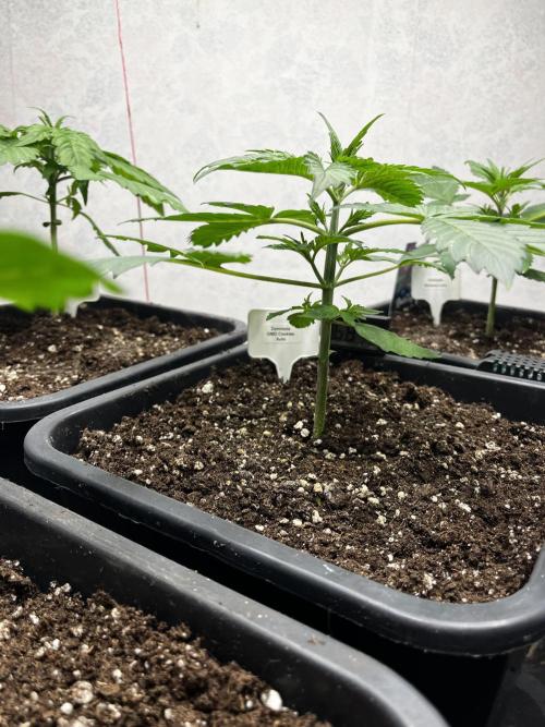5 Autos 15L | Spider Farmer  SE3000. Week 3