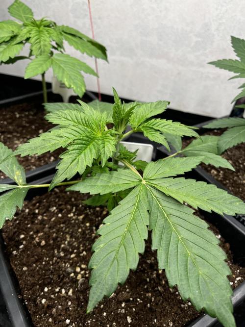 5 Autos 15L | Spider Farmer  SE3000. Week 3