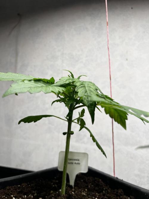 5 Autos 15L | Spider Farmer  SE3000. Week 3