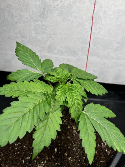 5 Autos 15L | Spider Farmer  SE3000. Week 3