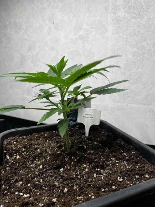 5 Autos 15L | Spider Farmer  SE3000. Week 3