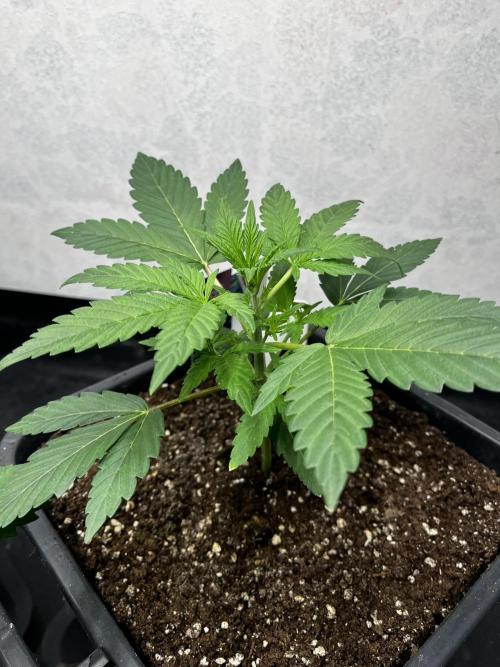 5 Autos 15L | Spider Farmer  SE3000. Week 3