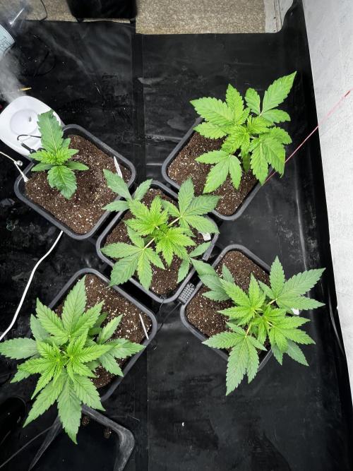 5 Autos 15L | Spider Farmer  SE3000. Week 3