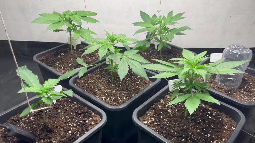 5 Autos 15L | Spider Farmer  SE3000