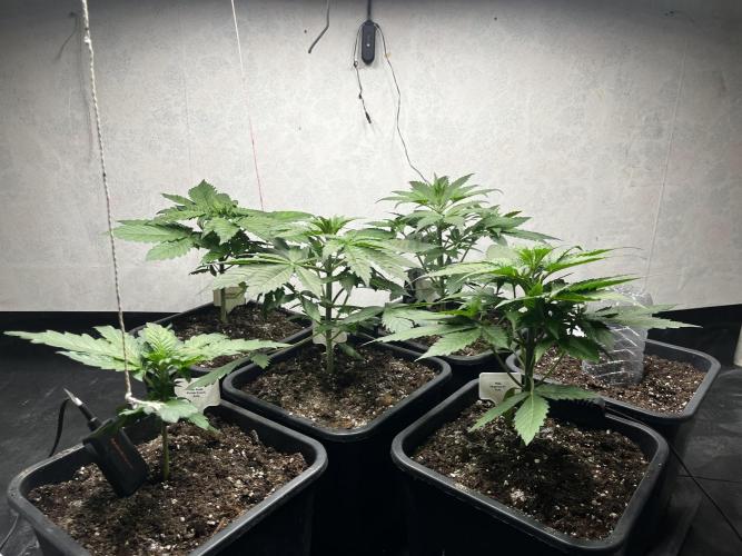 5 Autos 15L | Spider Farmer  SE3000. Week 3