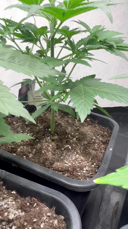 5 Autos 15L | Spider Farmer  SE3000
