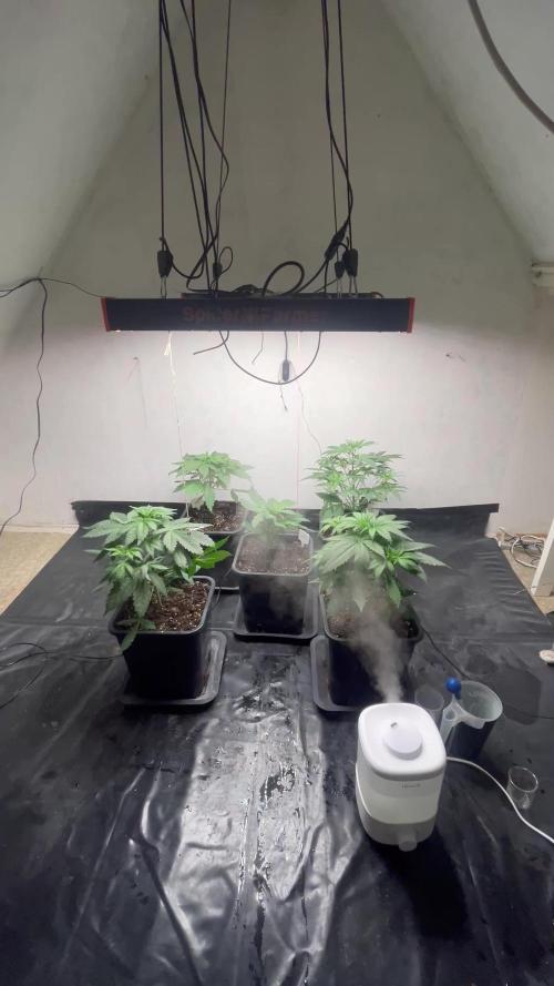 5 Autos 15L | Spider Farmer  SE3000