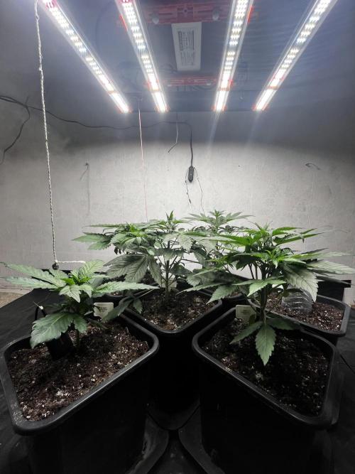 5 Autos 15L | Spider Farmer  SE3000. Week 4