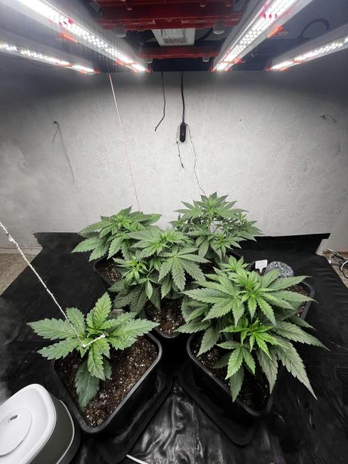 5 Autos 15L | Spider Farmer  SE3000. Week 4