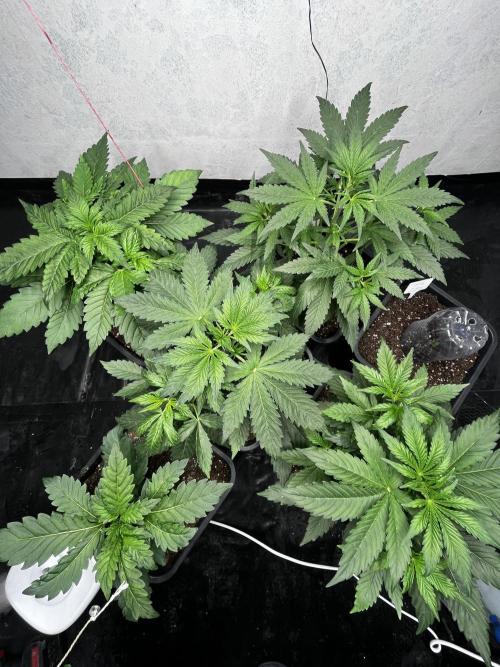 5 Autos 15L | Spider Farmer  SE3000. Week 4