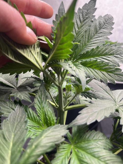 5 Autos 15L | Spider Farmer  SE3000. Week 4
