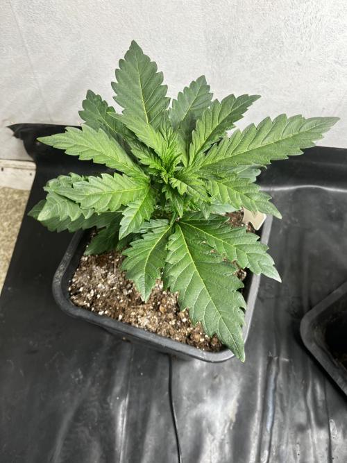 5 Autos 15L | Spider Farmer  SE3000. Week 4