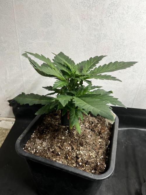 5 Autos 15L | Spider Farmer  SE3000. Week 4