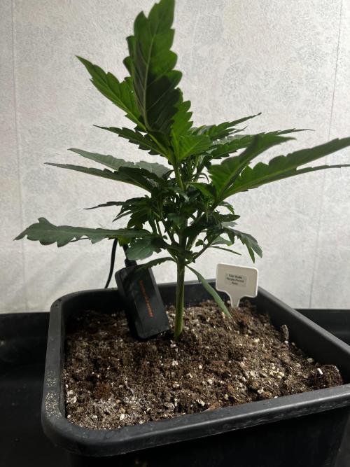 5 Autos 15L | Spider Farmer  SE3000. Week 4