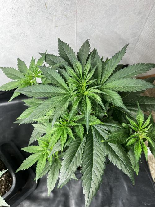 5 Autos 15L | Spider Farmer  SE3000. Week 4