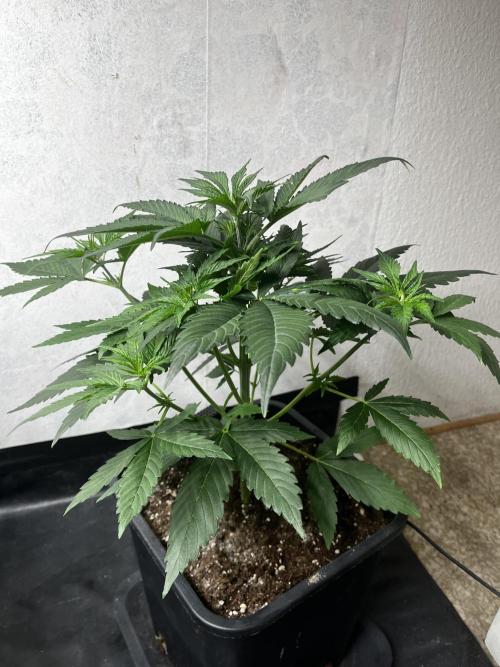 5 Autos 15L | Spider Farmer  SE3000. Week 4