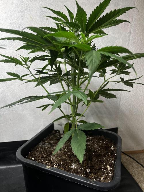 5 Autos 15L | Spider Farmer  SE3000. Week 4
