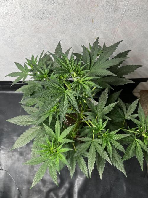 5 Autos 15L | Spider Farmer  SE3000. Week 4