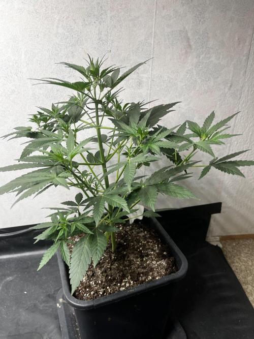 5 Autos 15L | Spider Farmer  SE3000. Week 4