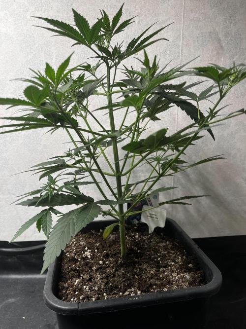5 Autos 15L | Spider Farmer  SE3000. Week 4