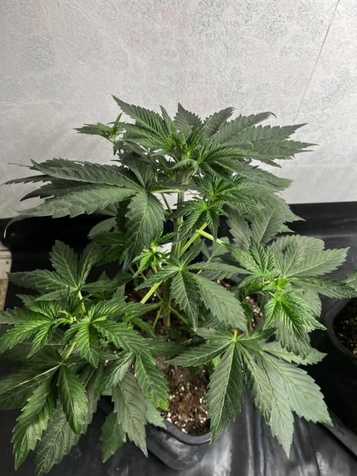 5 Autos 15L | Spider Farmer  SE3000. Week 4