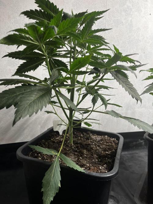 5 Autos 15L | Spider Farmer  SE3000. Week 4