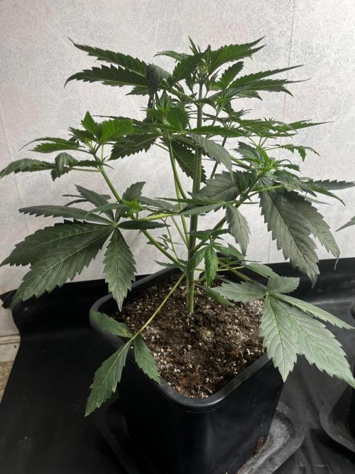 5 Autos 15L | Spider Farmer  SE3000. Week 4