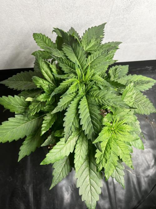 5 Autos 15L | Spider Farmer  SE3000. Week 4