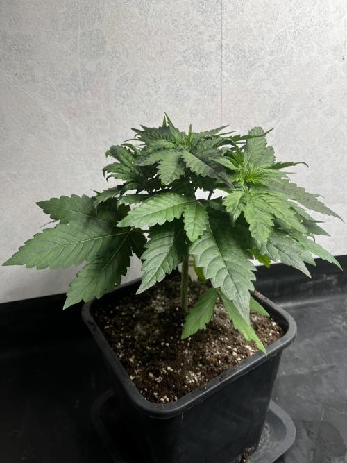 5 Autos 15L | Spider Farmer  SE3000. Week 4