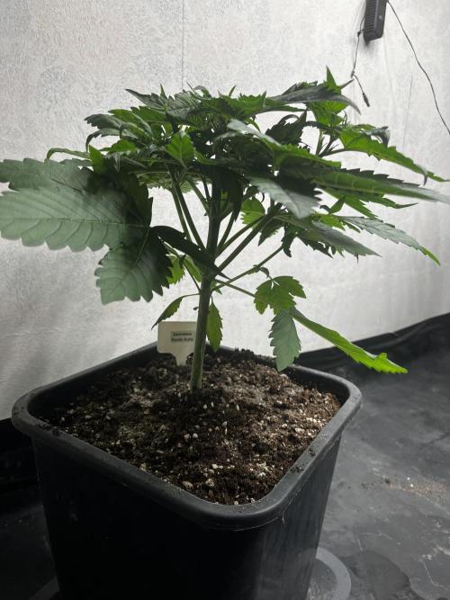 5 Autos 15L | Spider Farmer  SE3000. Week 4