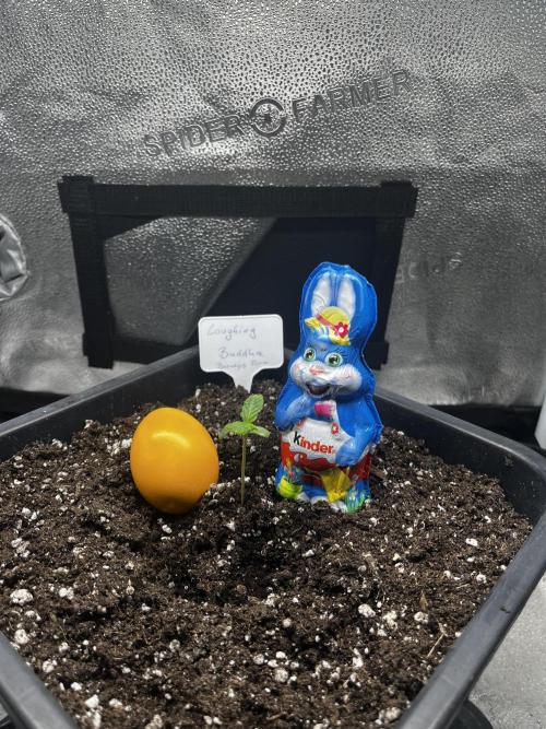 Laughing Buddha | SF1000D | solo run. Week 0 - Happy easter 🐰 