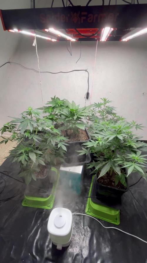 5 Autos 15L | Spider Farmer  SE3000