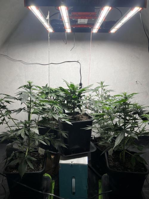 5 Autos 15L | Spider Farmer  SE3000. Week 5