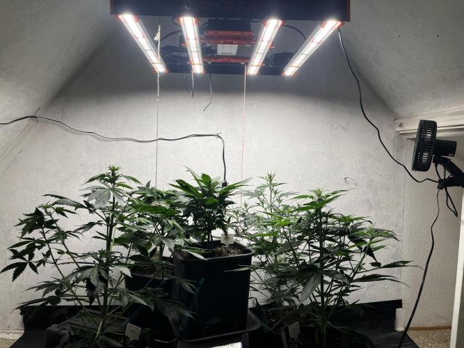 5 Autos 15L | Spider Farmer  SE3000. Week 5