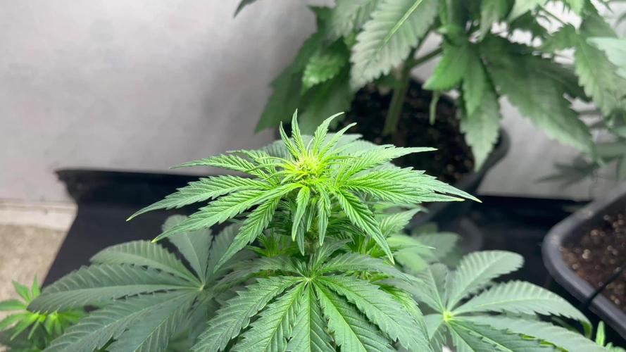 5 Autos 15L | Spider Farmer  SE3000