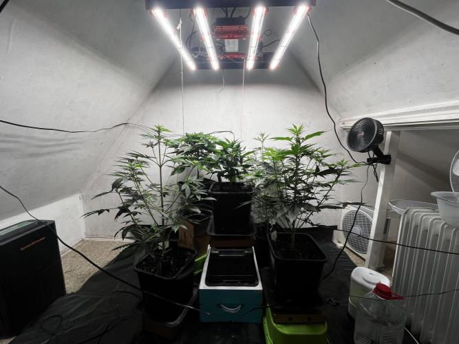 5 Autos 15L | Spider Farmer  SE3000. Week 5