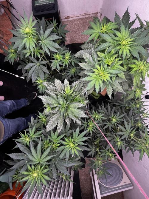 5 Autos 15L | Spider Farmer  SE3000. Week 5