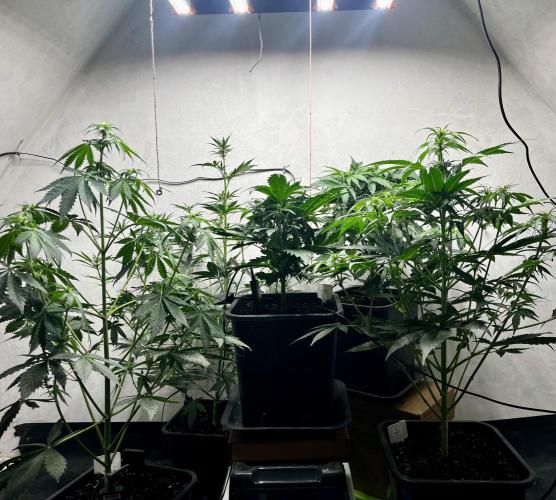 5 Autos 15L | Spider Farmer  SE3000. Week 5