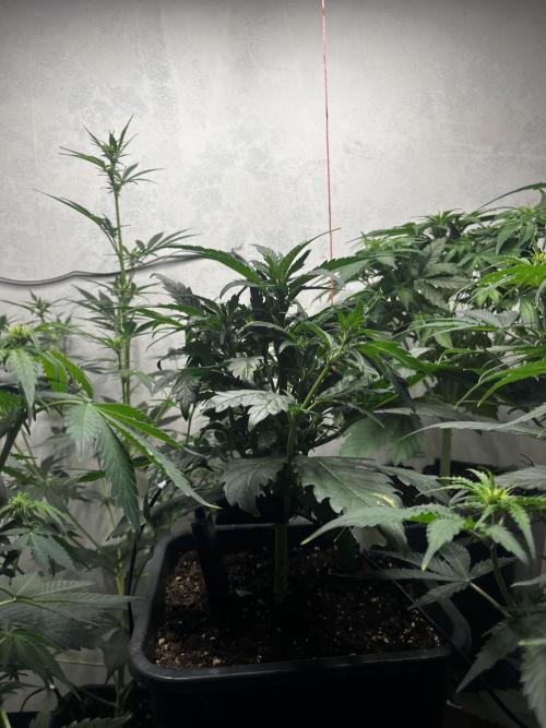 5 Autos 15L | Spider Farmer  SE3000. Week 5