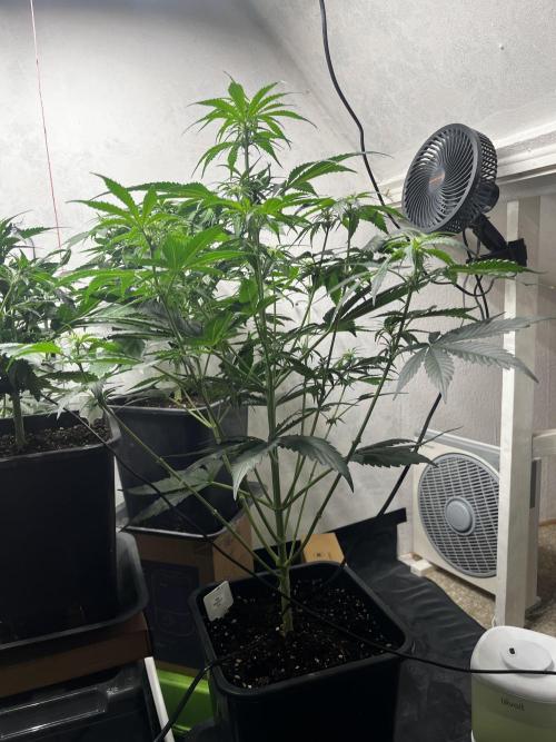5 Autos 15L | Spider Farmer  SE3000. Week 5