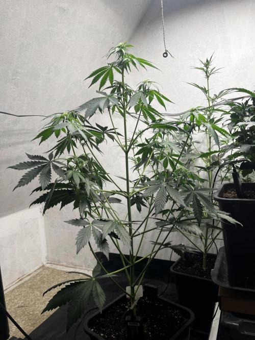 5 Autos 15L | Spider Farmer  SE3000. Week 5
