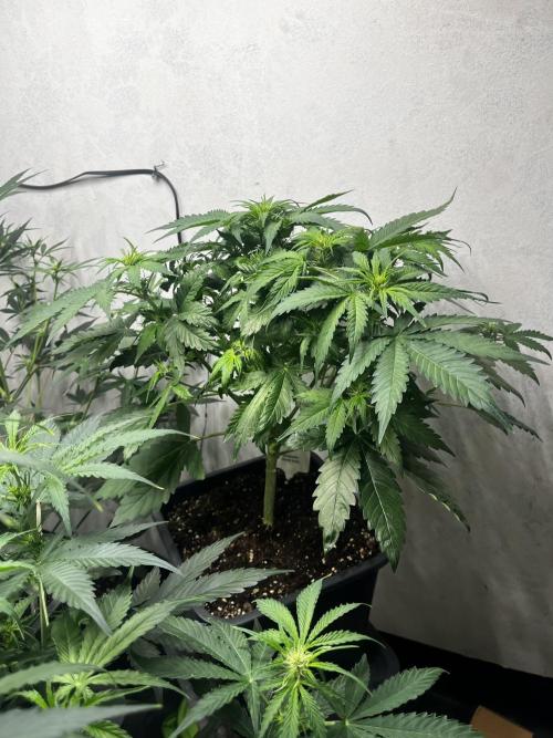 5 Autos 15L | Spider Farmer  SE3000. Week 5