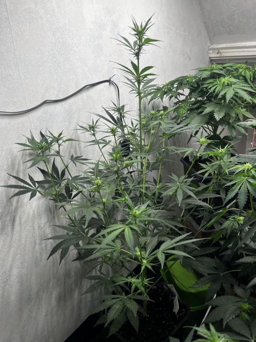 5 Autos 15L | Spider Farmer  SE3000. Week 5