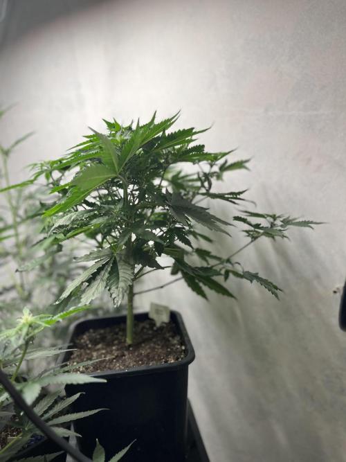 5 Autos 15L | Spider Farmer  SE3000. Week 6 - Runtz